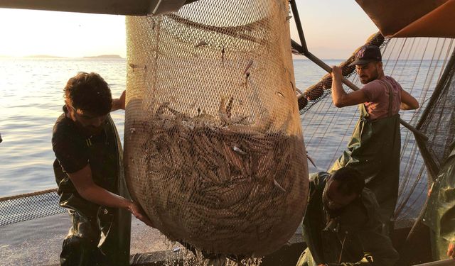 Av baskısı hamsi popülasyonunu göçe zorladı
