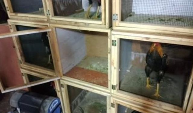 Horoz dövüştüren 34 kişiye ceza!