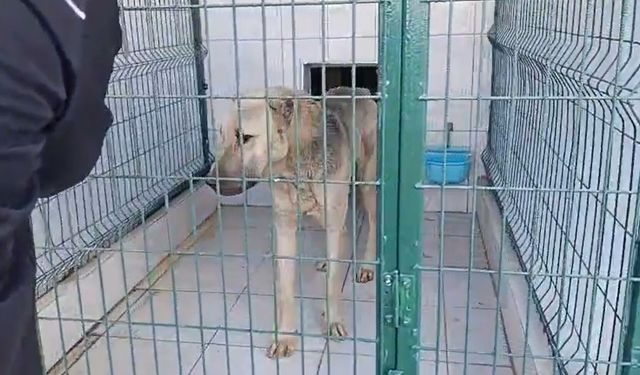 İple bağlanıp çekilen köpek, bakıma alındı
