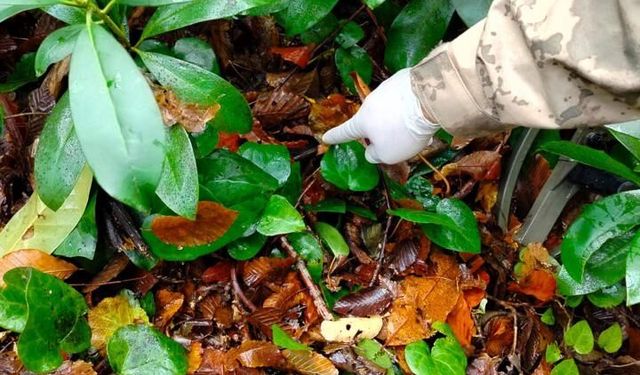 Kastamonu'da Anne ve Oğlunun Ölüm Nedeni Hipotermi Çıktı