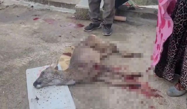 Ordu’da karacaya köpek saldırısı kamerada
