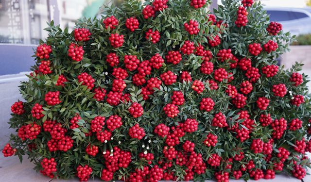 Yılbaşı çiçeği Kokina 500 liradan satılıyor!