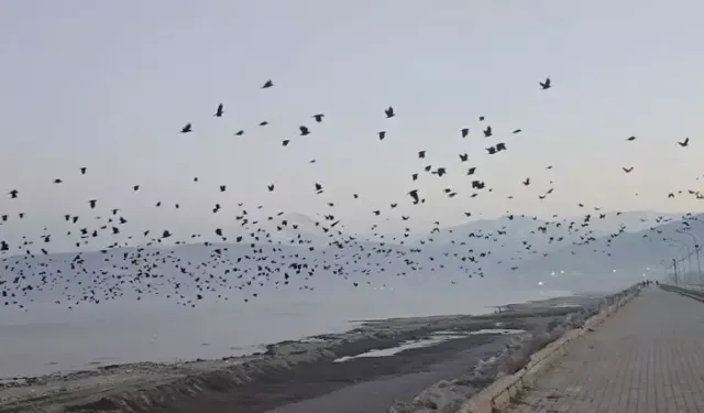 Gökyüzünde karga yoğunluğu görüldü