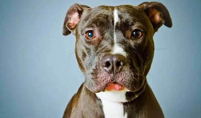 Pitbull saldırısına uğrayan 5 yaşındaki Doğa'ya psikososyal destek