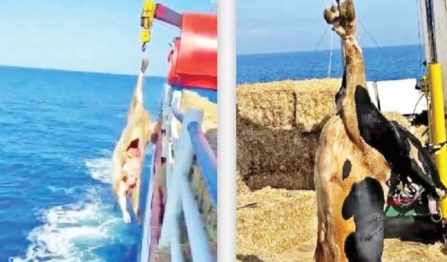 Önce dümen döndü, sonra hayvanlar denize atıldı