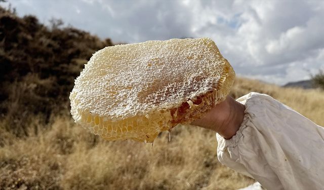 Ilgaz’da Bir Kilo Bal 11 Bin Avroya Alıcı Buldu