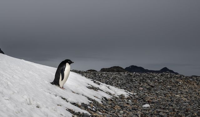 Penguenler  İklim Değişikliğinden Etkilendi