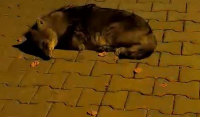 Atakum’da Bulunan Çakal Yavrusu Tedavi Altında