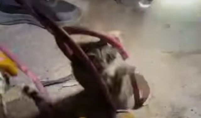 Ayvalık’ta 18 metrelik kuyudan yavru kedi kurtarıldı