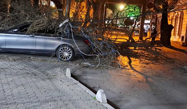 Bornova’da Şiddetli Rüzgar Ağaç Devirdi