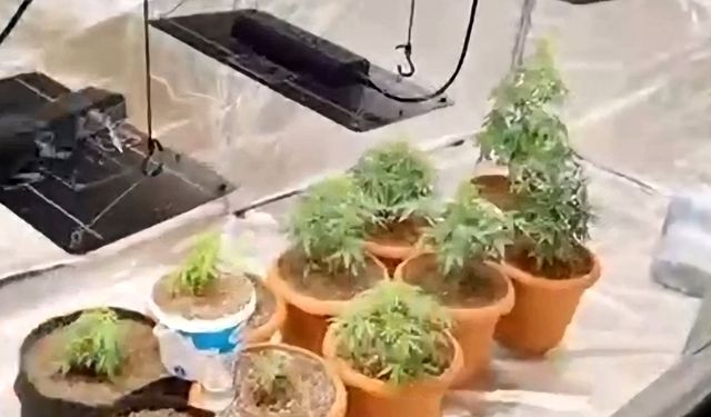 Hint keneviri yetiştiren 2 şüpheli gözaltına alındı