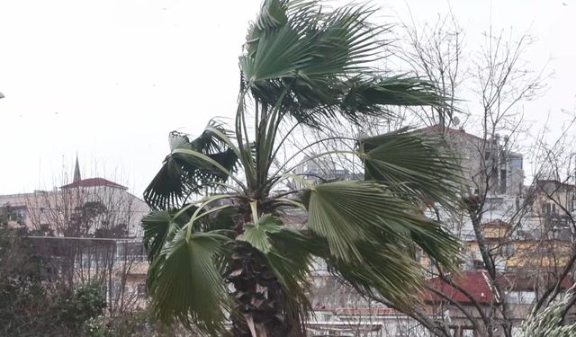 İstanbul'da lodos etkili oldu