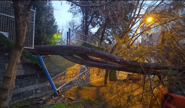 Kadıköy’de çam ağacı otomobilin üzerine devrildi