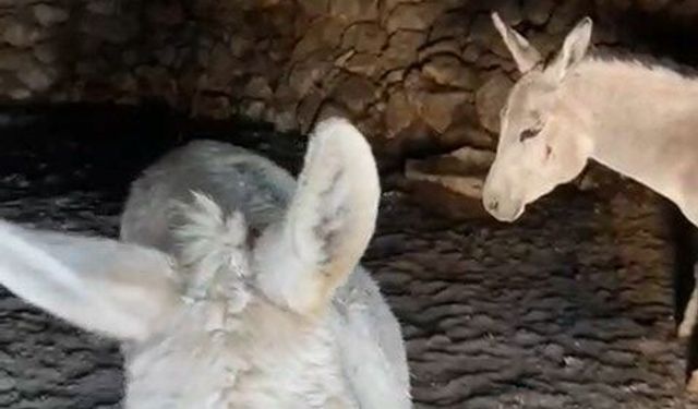 Kardan etkilenen eşekleri sahiplendiler!