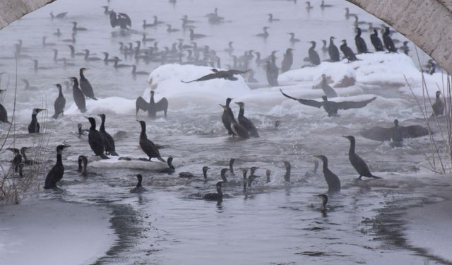 Kızılırmak'ta şölen!