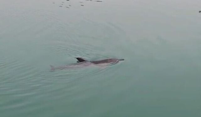 Mahsur kalan yunus kurtarıldı