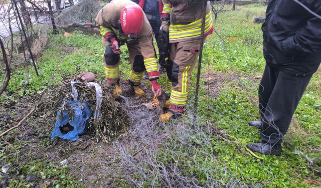Tilki tel örgüye sıkıştı!
