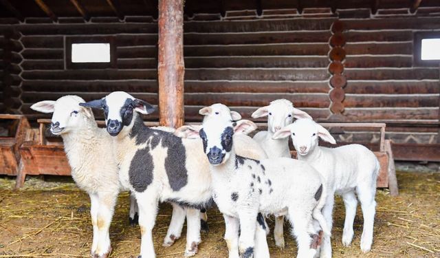 Altınköy’de Yeni Hayat Sevinci: 6 Minik Kuzu Dünyaya Gözlerini Açtı