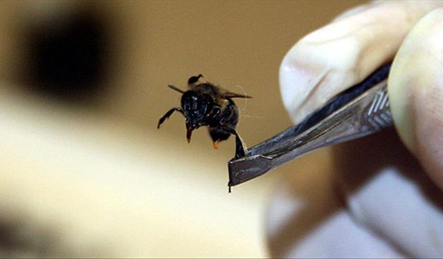 Arı Zehri Meme Kanserinde Etkili mi? İşte detaylar...