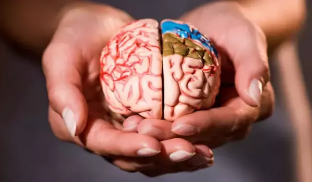 Magnezyum Alımını %41 Arttırmak Beyni “Gençleştirir” mi? Bilim Ne Diyor?