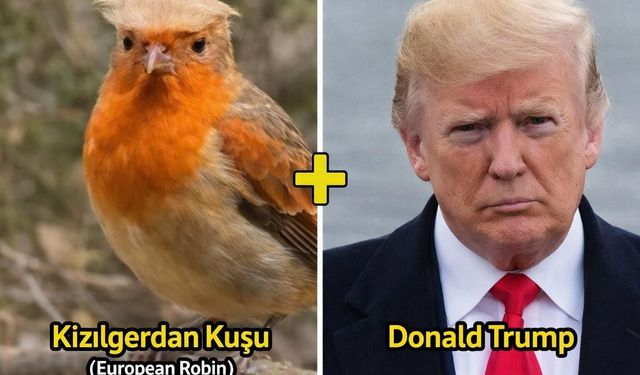 Ünye’de Siyaset Doğaya Taşındı: Trump’a Benzeyen Kuş Görenleri Güldürdü