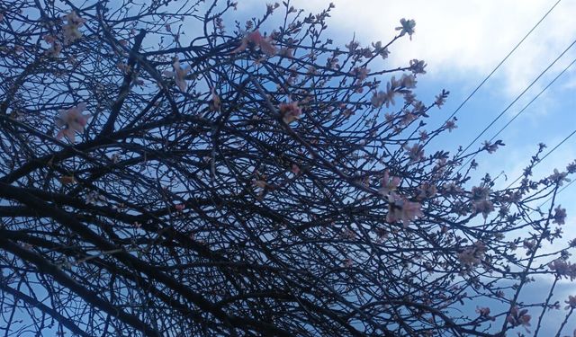 Ankara’da Ocak Ayında Ağaçlar Çiçek Açtı!