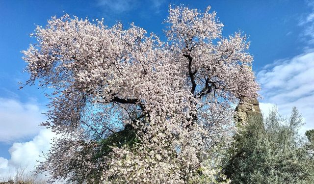 Antalya’da Badem Ağaçları Erken Çiçek Açtı