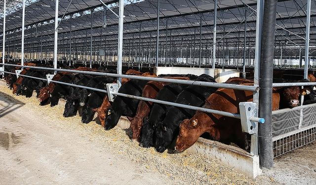 Et ve Süt Kurumu Besilik Hayvanların Teslimat Süreçlerine İlişkin Açıklama Yaptı!