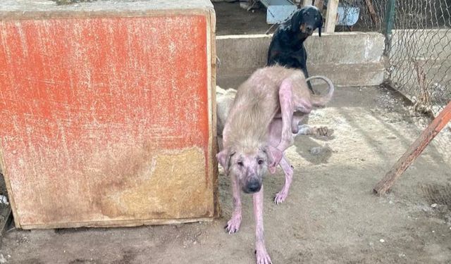 Barınaktaki tepki çeken görüntülere soruşturma