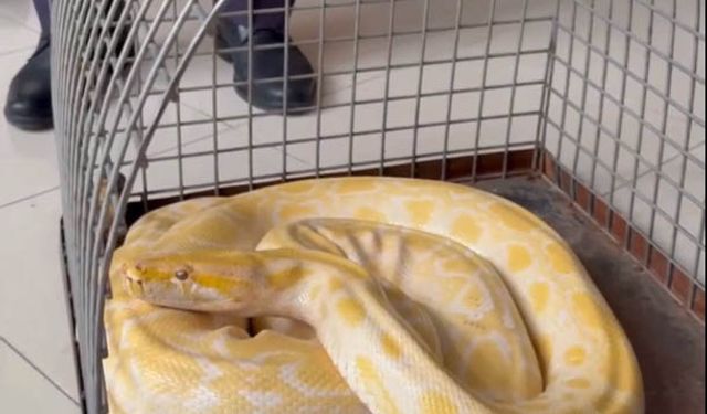 Denizli’de AVM’de Sergilenen Albino Pitona El Konuldu