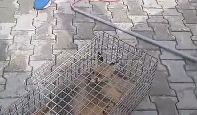 İskenderun’da Yaralı Tilki Tedaviye Alındı