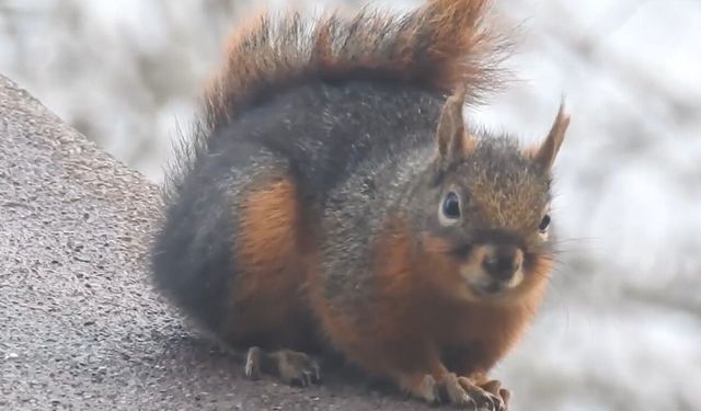 Kar ile susuzluğunu giderdi!