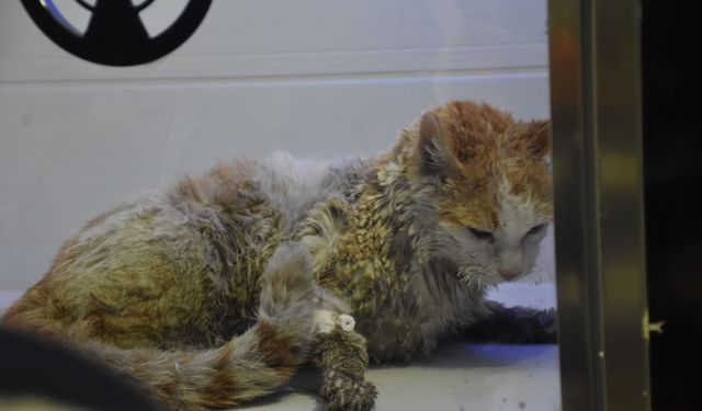 Kedilerin beslendiği evde yangın çıktı!