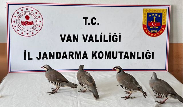 Kınalı keklik avı cezasız kalmadı