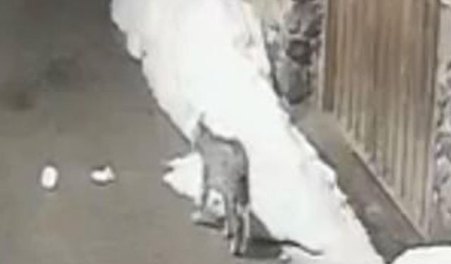 Köyde kedi avladı!