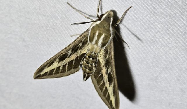 Milleyha Sulak Alanı’nda Doğa Buluşması Sona Erdi