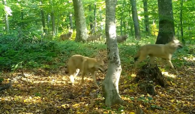 Ormanda gezen kurt sürüsü görüldü