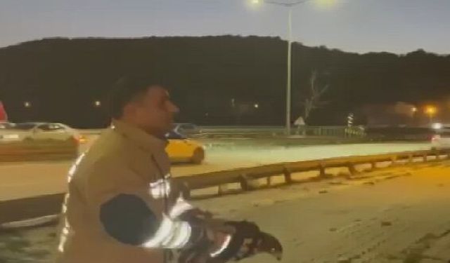 Samandağ’da Tellere Takılan Şahin Kurtarıldı