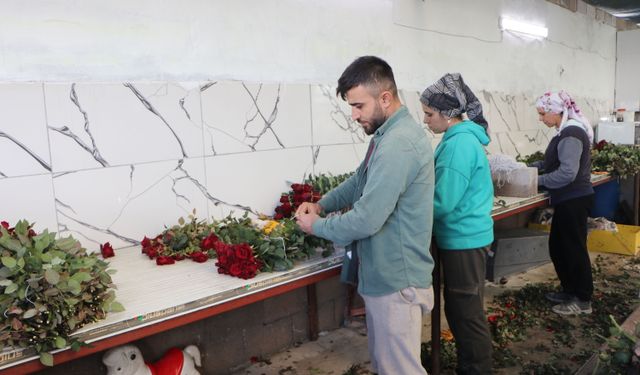 Sevgililere rengarenk güller yetiştirdi