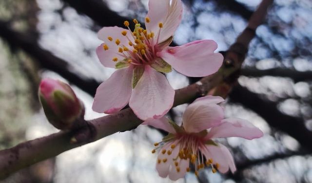 Ankara’da Erken Bahar: Bazı Ağaçlar Şubat Ayında Çiçek Açtı!