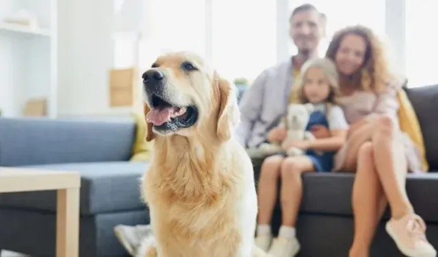 Brezilya’da Duygusal Veda: Evcil Hayvanlar Sahipleriyle Aynı Mezara