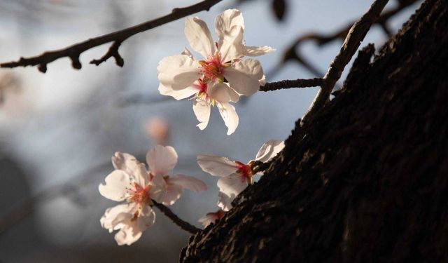 Havaya, Suya, Toprağa Düşen Sıcaklık: Baharın Müjdecisi Cemre Nedir?