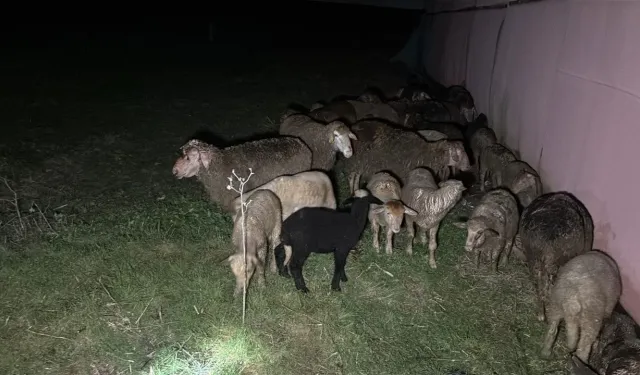 Tekirdağ Ergene’de Çiftlik Yangını: Telef Olan Küçükbaş Sayısı 230’a Çıktı