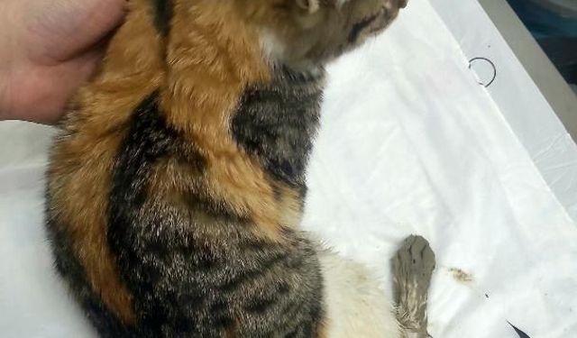 Acı İçinde Yaşıyor: Ankara’da Yavru Kedi İçin Acil Çağrı!