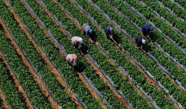 Bakan Yumaklı Duyurdu: Çiftçilere 12,3 Milyar Lira Destek