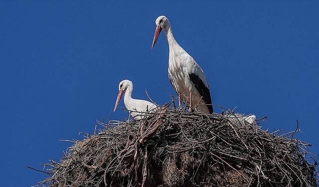 Bursa’da Yaren Leylek Eşine Kavuştu