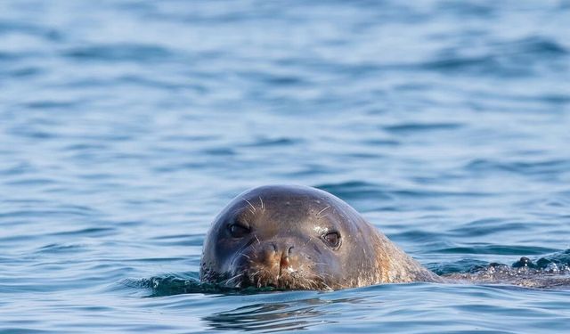 Akdeniz foku yuvalarına 'tur' şikayeti