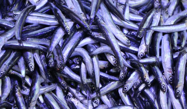 Balık satışları ne durumda?