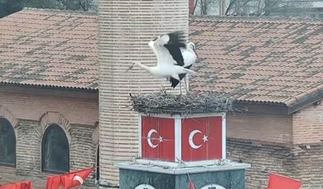 Can ve Canan leylek, 2'nci yıllarında da yuvalarında buluştu