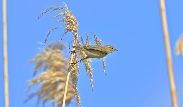 İskandinavya’dan Türkiye’ye Göç: